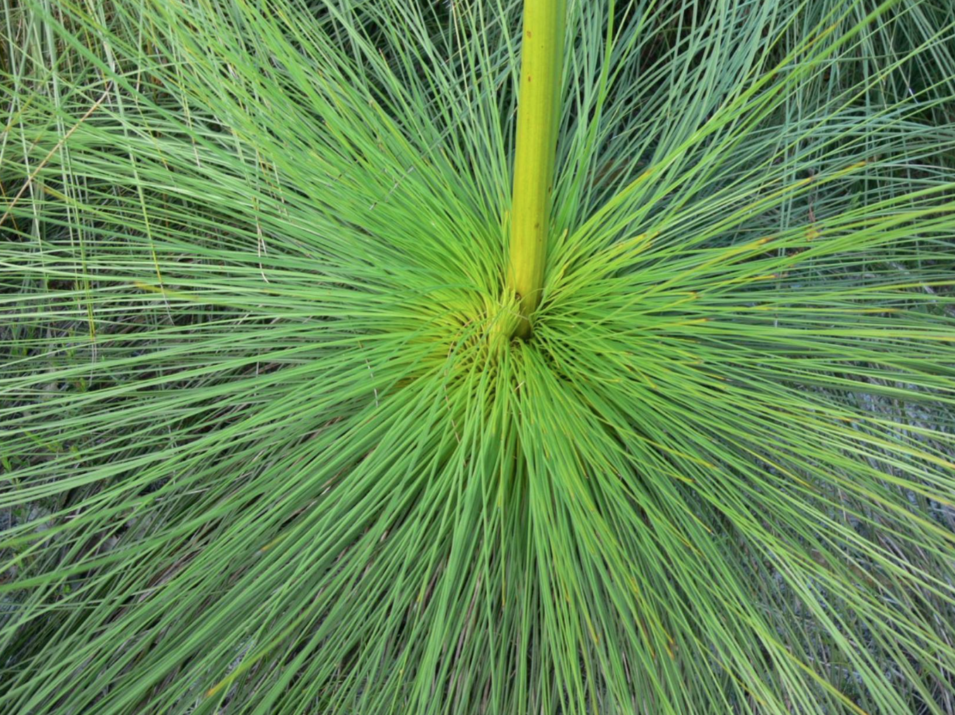 Green plant Noosa 2010