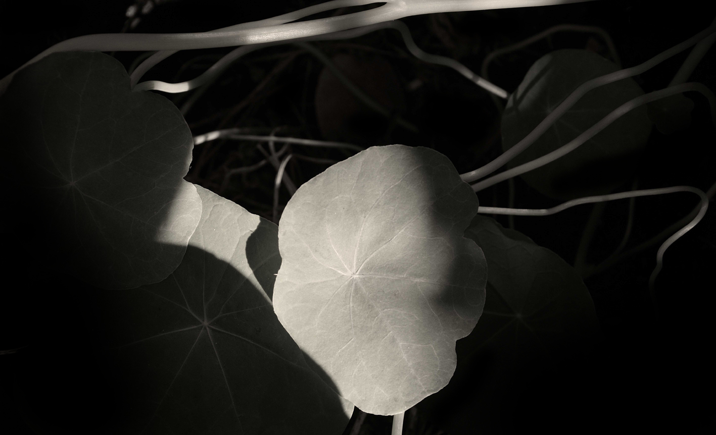 Leaf-vein3-2017-XCRussell