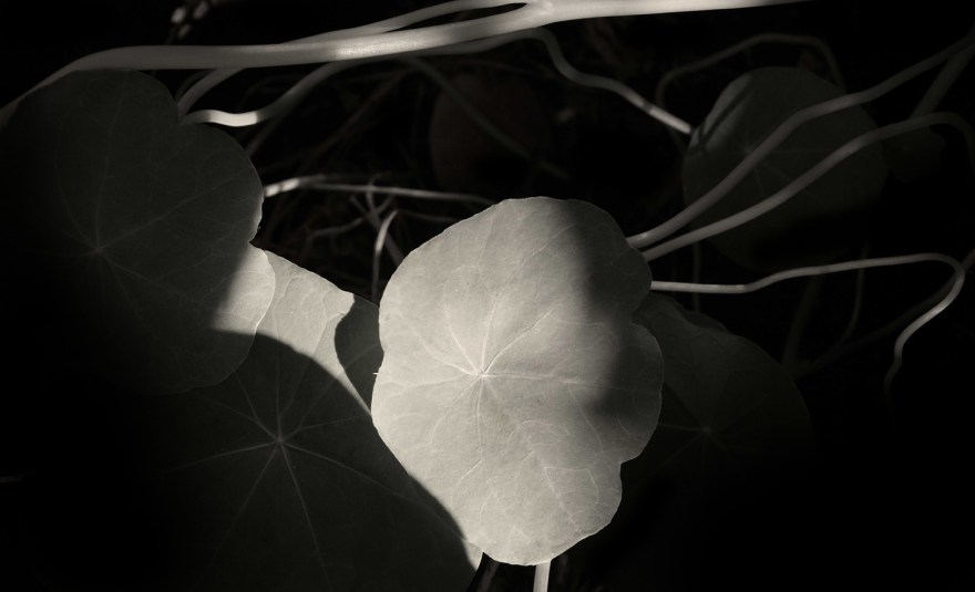 Leaf-vein3-2017-XCRussell