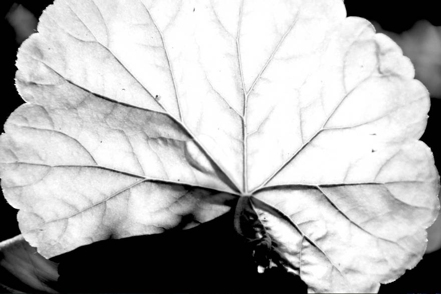 Leaf-veins-2-2017-XCR