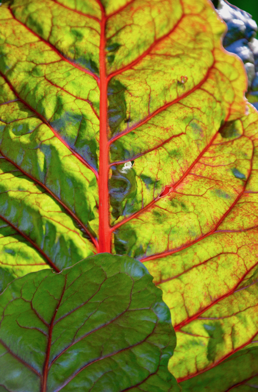 Screen Shot 2018-04-16 at 2.30.13 PM